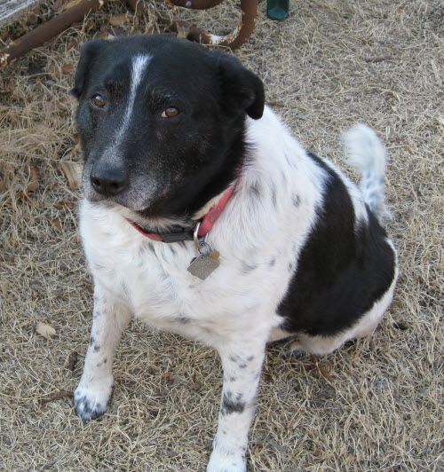 Animal Rescue Foundation of Bartlesville ARF Dogs